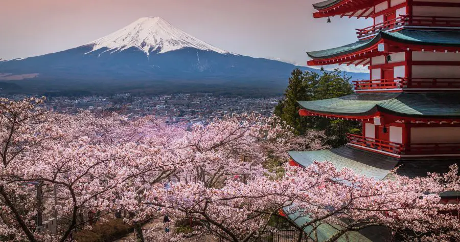 ความสำคัญทางวัฒนธรรมของดอกซากุระในญี่ปุ่น