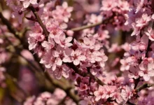 ไขความลับของดอกซากุระ: สัญลักษณ์และความหมายของซากุระ