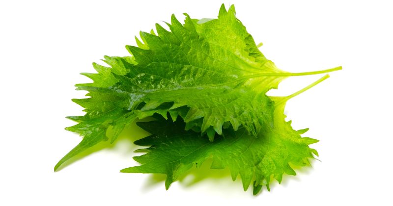 ใบชิโสะ (Shiso Leaves)