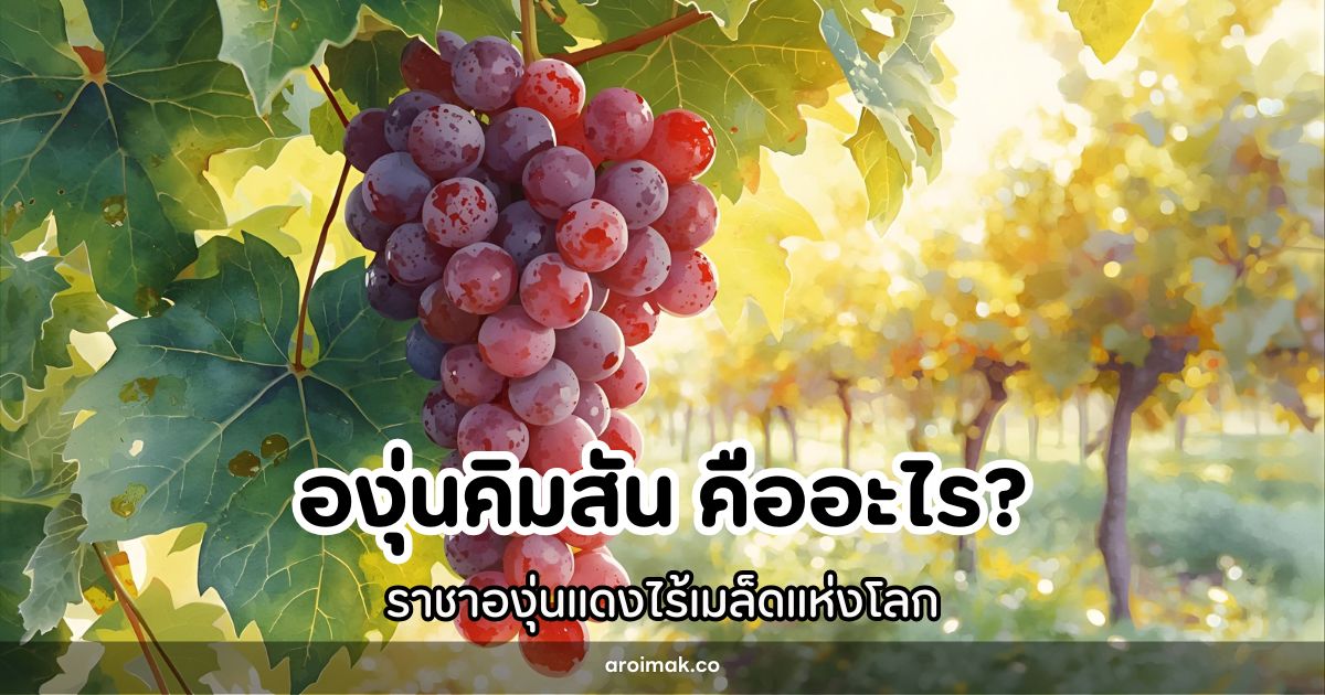 องุ่นคิมสัน (Crimson Seedless) ราชาองุ่นแดงไร้เมล็ดแห่งโลก